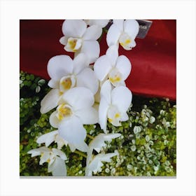 White Orchids 8 Canvas Print