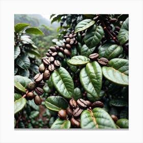 Coffee Beans On A Tree 3 Canvas Print