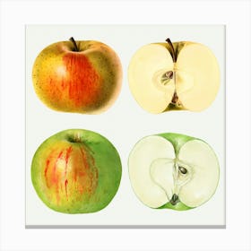 Four Different Kinds Of Apples Canvas Print