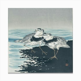 Two Gulls Canvas Print