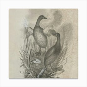 Two Ducks On A Nest Canvas Print