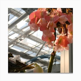 Pink Flowers In A Greenhouse Canvas Print