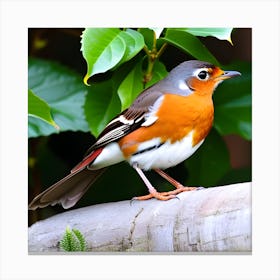 Robin 14 Canvas Print