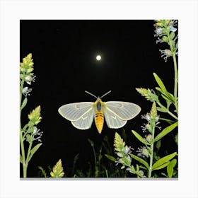 Moth At Night 1 Canvas Print