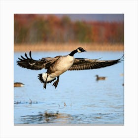 A Solitary Canadian Goose Mid Flight Over A Duck Pond Wings Spread Wide Isolation Accentuated By A (1) Canvas Print