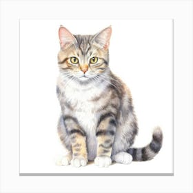 American Wirehair Shorthair Cat Portrait 2 Canvas Print