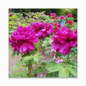 Peonies In The Garden 2 Canvas Print