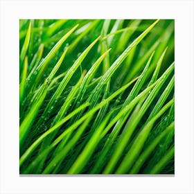 Green Grass With Water Droplets 3 Canvas Print