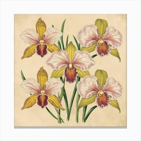 Orchids A stunning illustration featuring vintage orchids. Each orchid is intricately detailed, showcasing the delicate petals,vibrant colors, and intricate patterns that make them unique. Canvas Print