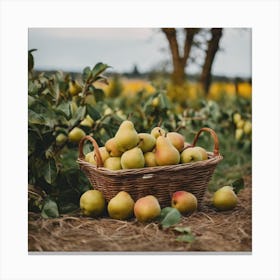 Pears In A Basket 1 Canvas Print