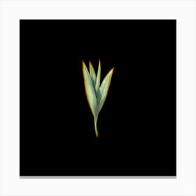 Prism Shift Autumn Crocus Botanical Illustration on Black n.0299 Canvas Print