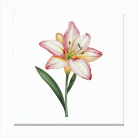 Pink Lily Canvas Print