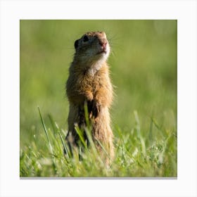 Ground Squirrel Canvas Print