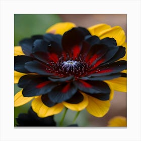 Black And Yellow Daisy Canvas Print