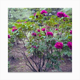 Peony in Japan 29 Canvas Print