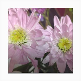 Pink Chrysanthemums Canvas Print