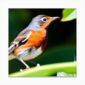 Robin 3 Canvas Print