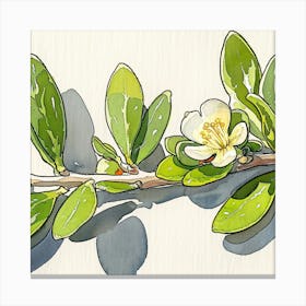 Jasmine Flower Canvas Print