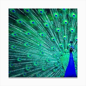 Green And Blue Peafowl Peacock Animal Color Brightly Colored Canvas Print