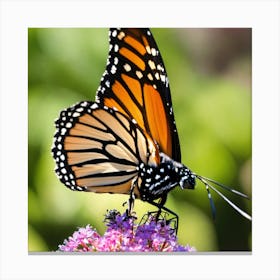 Monarch Butterfly Canvas Print