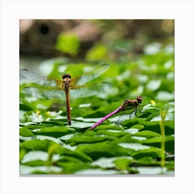 Dragonflies In The Pond Canvas Print