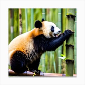 Panda Bear Climbing Bamboo Canvas Print