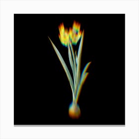 Prism Shift Daffodil Botanical Illustration on Black n.0263 Canvas Print