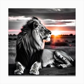 Lion At Sunset 6 Canvas Print