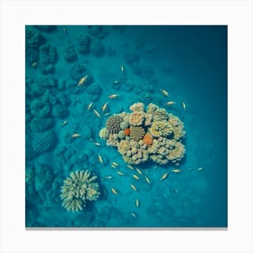 Coral Reefs In The Red Sea Canvas Print