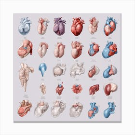 Anatomy Of The Human Heart Canvas Print