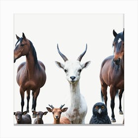 Group Of Animals 2 Canvas Print