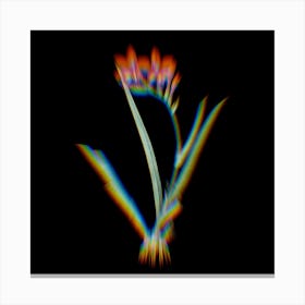 Prism Shift Gladiolus Cardinalis Botanical Illustration on Black n.0321 Canvas Print