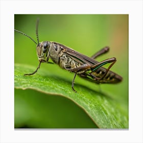 Grasshopper 26 Canvas Print