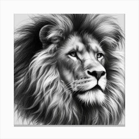 Lion Drawing in charcoal Canvas Print