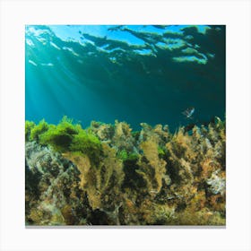 Under The Sea 1 Canvas Print