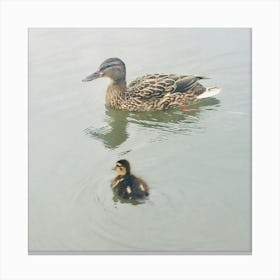 Duck And Duckling Canvas Print