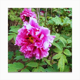 Peony in Japan 24 Canvas Print