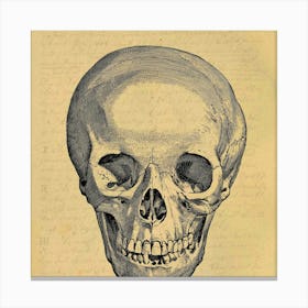 Skull Of A Human 1 Canvas Print