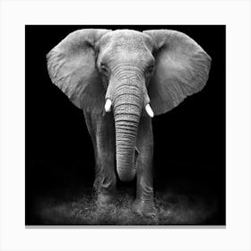 Elephant In Black And White Canvas Print