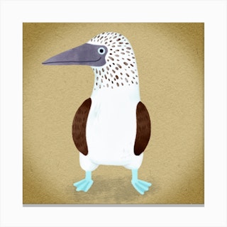 Blue Footed Booby Bird Square Canvas Print