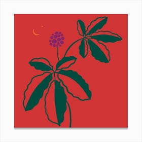 Wild Ginseng Square Canvas Print