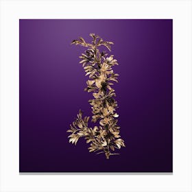 Gold Botanical Caragana Spinosa on Royal Purple n.3758 Canvas Print