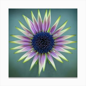 Color Daisy Wheel Botanical Fine Art Print Canvas Print