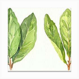 Two Leaves Of A Plant Canvas Print