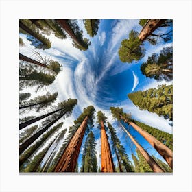 Redwood Sky 1 Canvas Print