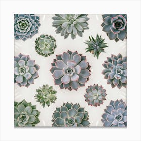 Succulent and Cacti Canvas Print