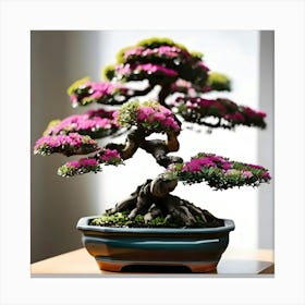 A Bonsai Tree 1 Canvas Print