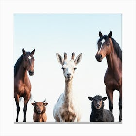 Group Of Horses And Goats 1 Canvas Print