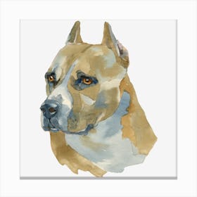 The American Staffordshire Terrier Canvas Print