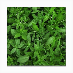 Close Up Of Fresh Herbs Canvas Print